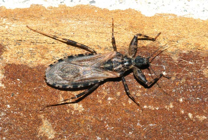 Reduviidae: Oncocephalus squalidus dell''Emilia (RE)